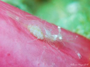 Shrimp on Pink by Brian Mayes 